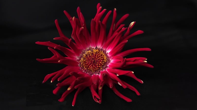 Plant-Inspired Art