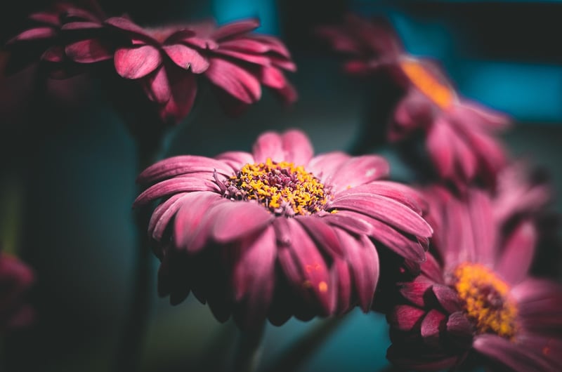 Botanical Art