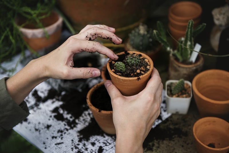 Potting Mix
