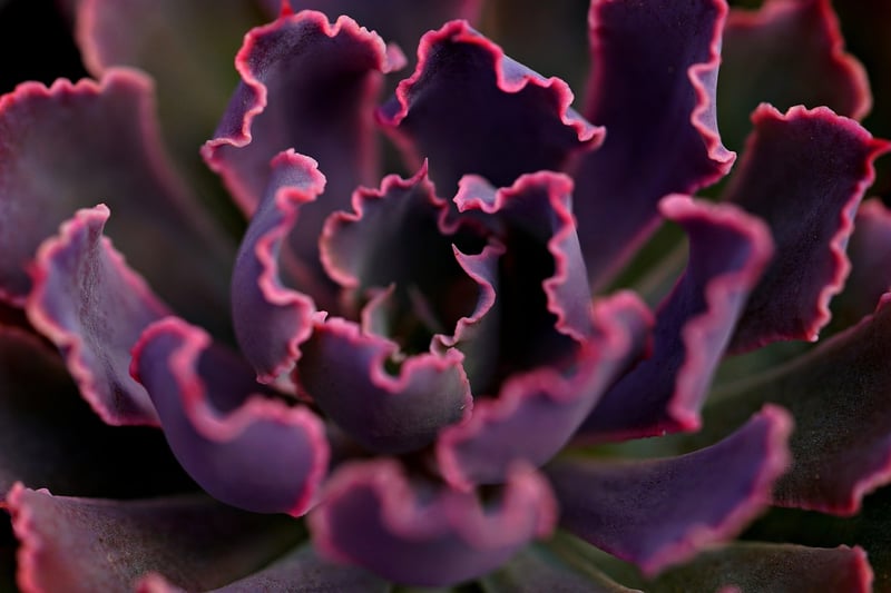 Succulent Watercolor Artwork
